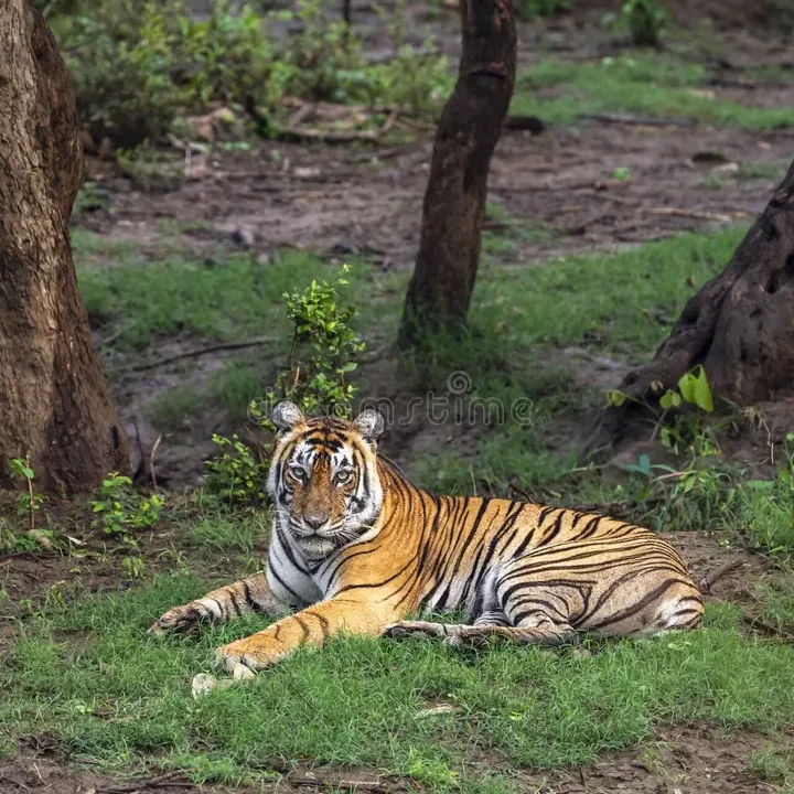 wild-bengal-male-tiger-panthera-tigris-safari-sariska-national-park-forest-reserve-alwar-rajasthan-india-sitting-full-face-356892835